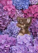 Image result for Adorable Chihuahua Puppies