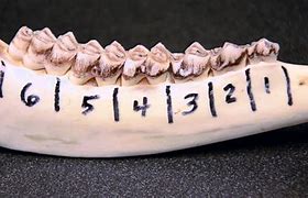 Image result for Deer Jawbone Aging Kits