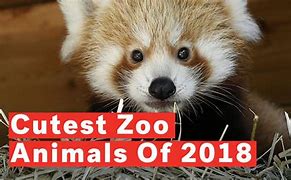 Image result for Smallest Baby Animals in the World