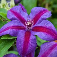Image result for Clematis Mrs N. Thompson