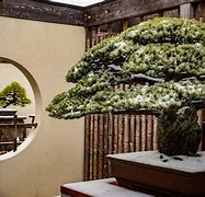 Image result for Bonsai Trees in New York
