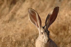 Image result for Animals with Curved Ears