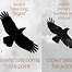 Image result for What Is the Difference Between Crow and Raven
