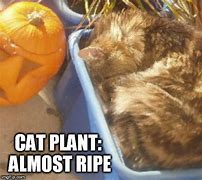 Image result for Cat Plant Meme