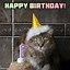 Image result for Funny Cat Birthday Sayings