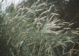 Image result for Timothy Grass Allergy