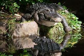 Image result for Cypress Swamp Animals