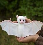 Image result for Albino Bat Real Life