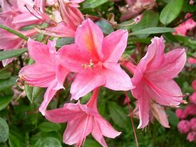 Image result for Rhododendron (AK) viscosa Jolie Madame