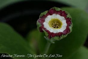 Image result for Primula auricula Lisa