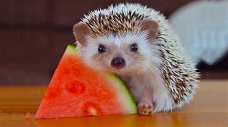 Image result for Pet Hedgehog Food