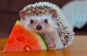 Image result for Funny Food Animals