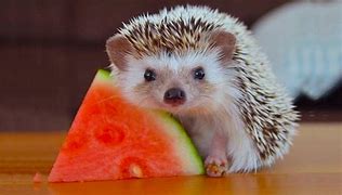 Image result for Funny Animals Eating Fruit