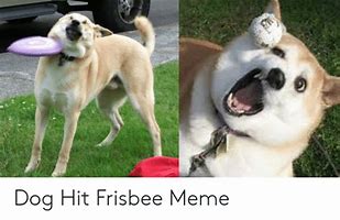 Image result for Frisbee Dog Meme