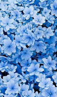 Image result for Blue Flower Phone Wallpaper