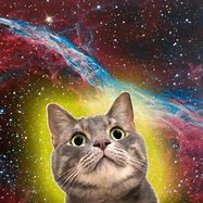 Image result for Cool Space Cat