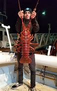 Image result for Large Lobster