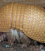 Image result for Armadillo Possum Heavy Armor