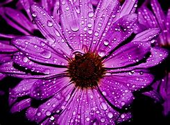 Image result for Purple Flower Close Up