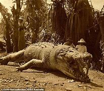 Image result for Biggest Animal On Earth Ever
