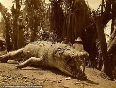 Image result for Biggest CROCODILE Ever Lived
