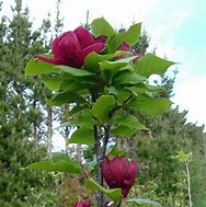Image result for Magnolia soulangeana Genie
