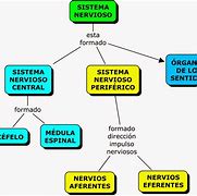 Image result for Sistema Nervioso Mapa Conceptual