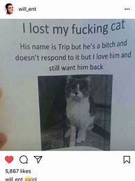 Image result for Lost Cat Meme