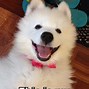 Image result for Samoyed Dog Memes