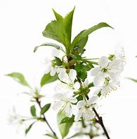 Image result for Prunus cerasus Rheinische Schattenmorelle