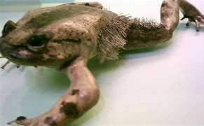 Image result for Horror Frog