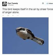 Image result for Funny Bird Memes Clean