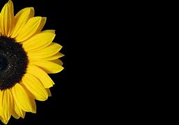Image result for Sunflower On Black Background