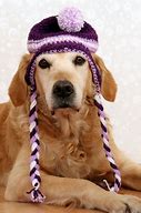 Image result for Cool Dog Hat