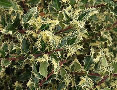 Afbeeldingsresultaten voor Ilex aquifolium Ferox Argentea