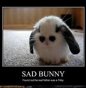 Image result for Sad Rabbit Meme