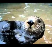 Image result for Talking Otter