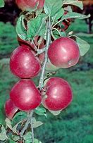 Image result for Northern Spy Apple Tree