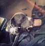 Image result for The Real Life Batman in Auckland New Zealand