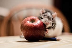 Image result for Rats and Mice Eating Apples