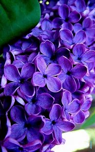 Image result for iPhone Lilac Flowers Wallpaper