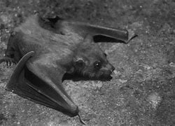 Image result for Honduran Bat