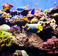 Image result for Saltwater Fish Tanks Aquariums