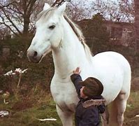 Image result for Irish Horse Film