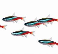 Image result for Fish Swimming Transparent
