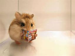 Image result for Adorable Hamster Memes