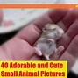 Image result for Mini Cutest Animals
