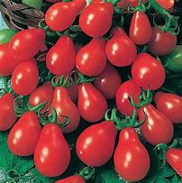 Image result for Solanum lycopersicum Red Eros