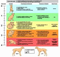 Image result for Dog Pain Scale