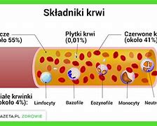 Image result for układ_krzepnięcia